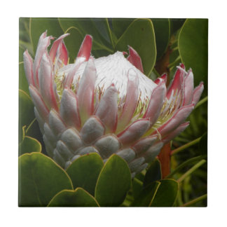 Protea Maui Hawaii Flower Floral Pink Green Photo Tile