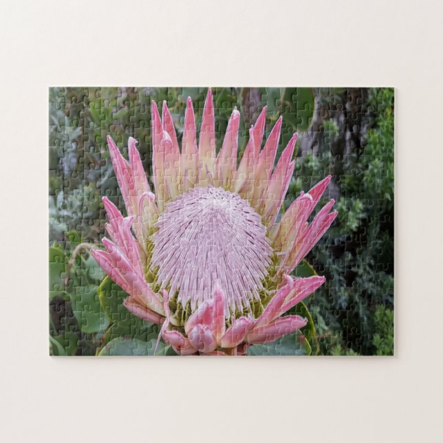 Protea sugar bush jigsaw puzzle (Horizontal)