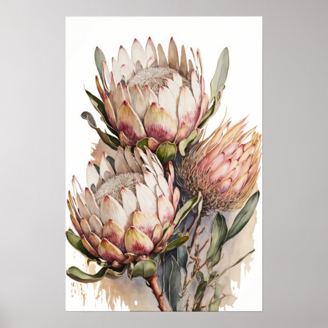 Protea Sugarbushes Flowers Art Print Poster (Front)