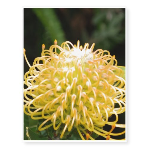Protea Temporary Tattoos