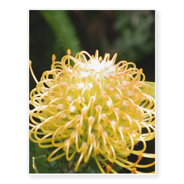 Protea Temporary Tattoos (Front)