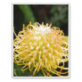 Protea Temporary Tattoos