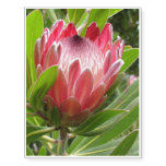 Protea Temporary Tattoos