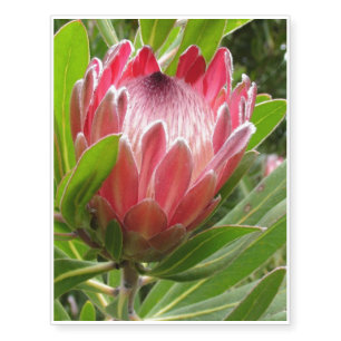 Protea Temporary Tattoos