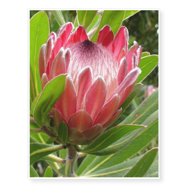 Protea Temporary Tattoos (Front)