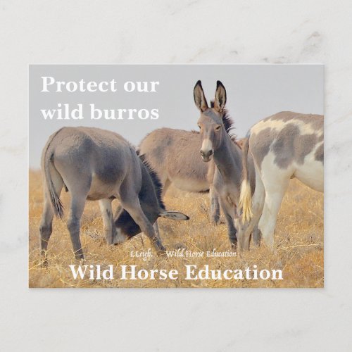 Protect our Wild Burros Postcard