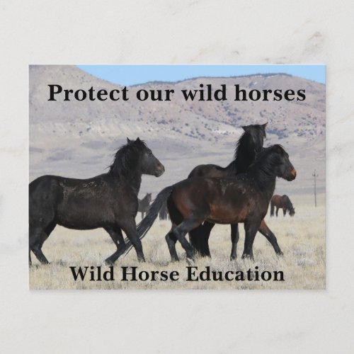 Protect Our Wild Horses Postcard