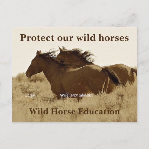 Protect Our Wild Horses Postcard