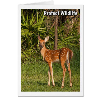 Protect Wildlife Cards