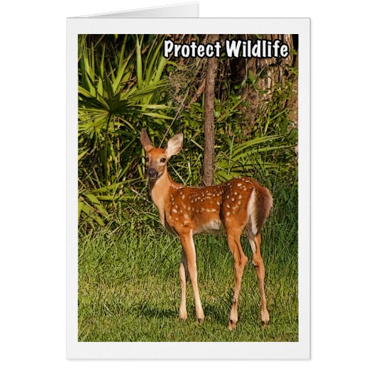 Protect Wildlife Cards (Front)