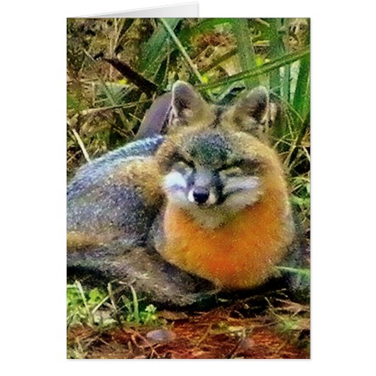 PROTECT WILDLIFE CARDS (Front)