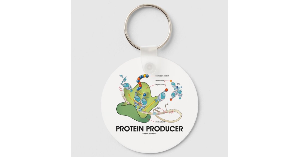 https://rlv.zcache.com/protein_producer_biology_protein_synthesis_keychain-r69292293cb334a61a56988ca9f98a69d_c01k3_630.jpg?rlvnet=1&view_padding=%5B285%2C0%2C285%2C0%5D
