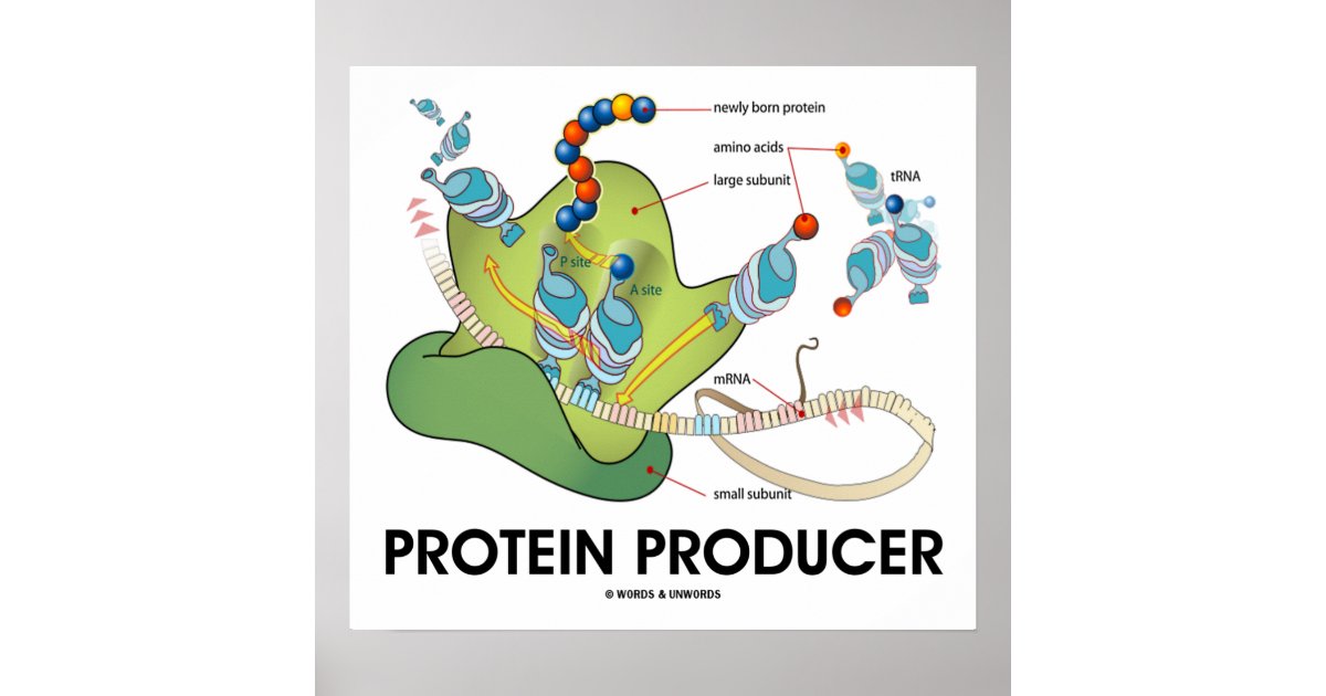 Protein Producer (Molecular Biology) Poster | Zazzle Protein Producer (Molecular Biology) Poster | Zazzle