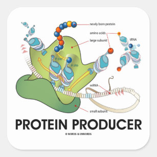 funny protein synthesis cartoon