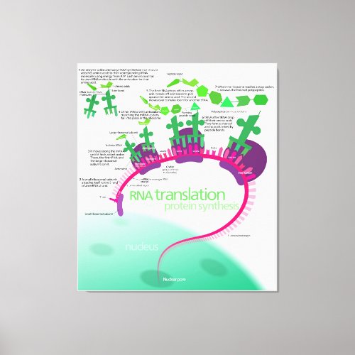 Protein Synthesis Diagram of RNA translation  Canvas Print