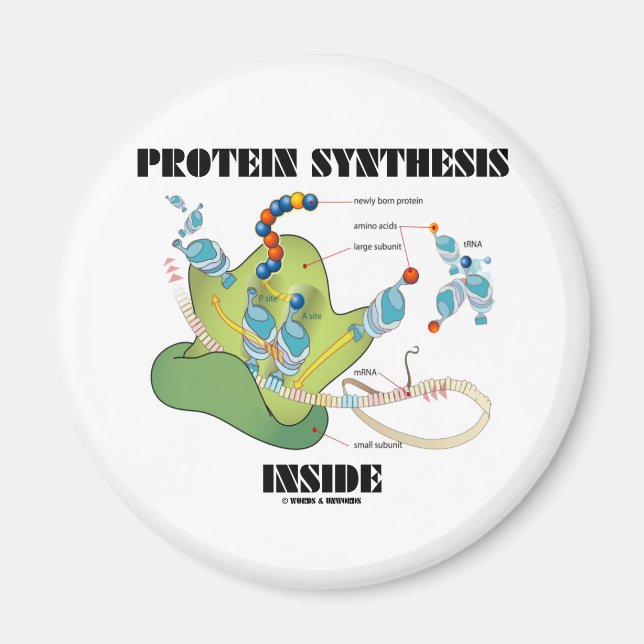 Protein Synthesis Inside (Cell Biology) Magnet (Front)