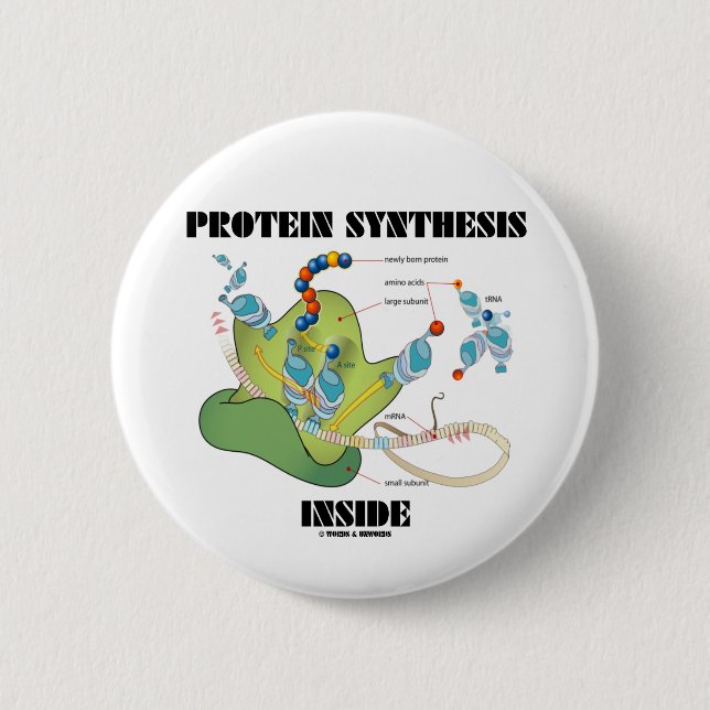 Protein Synthesis Inside (Cell Biology) Pinback Button (Front)
