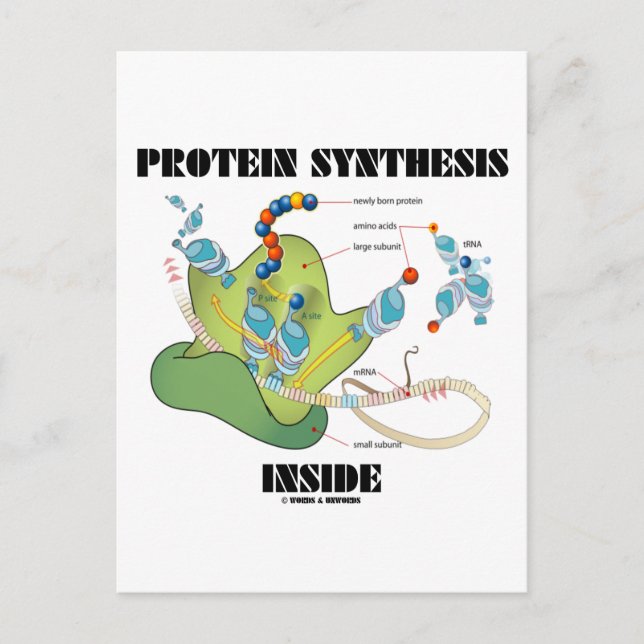 Protein Synthesis Inside (Cell Biology) Postcard (Front)