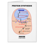 Protein Synthesis Inside (Cell Process Diagram) (Front)