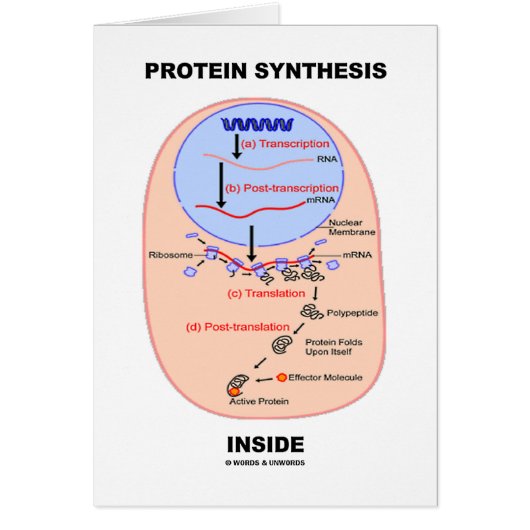 Protein Synthesis Inside (Cell Process Diagram) Cards (Front)
