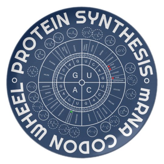 PROTEIN SYNTHESIS mRNA to AMINO ACID CODON WHEEL Dinner Plate