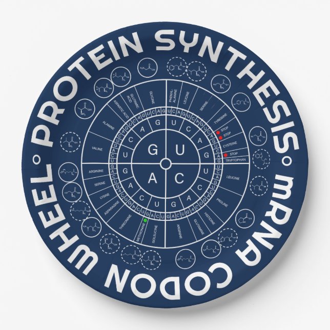 PROTEIN SYNTHESIS - mRNA to AMINO ACID CODON WHEEL Paper Plates (Front)