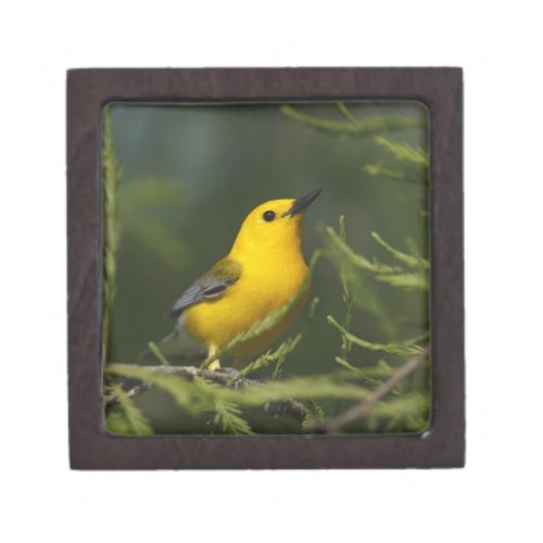 Prothonotary Warbler adult male in spring Texas Gift Box