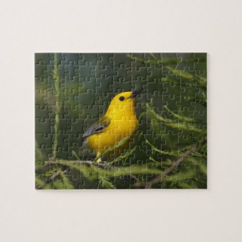 Prothonotary Warbler adult male in spring Texas Jigsaw Puzzle