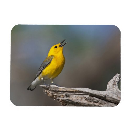 Prothonotary Warbler adult male in spring Texas Magnet