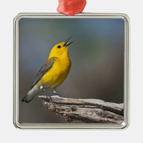 Prothonotary Warbler adult male in spring Texas Metal Ornament