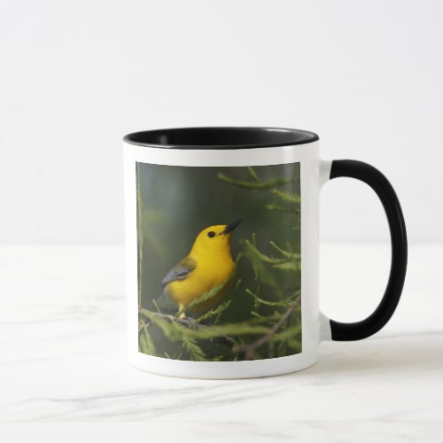 Prothonotary Warbler adult male in spring Texas Mug