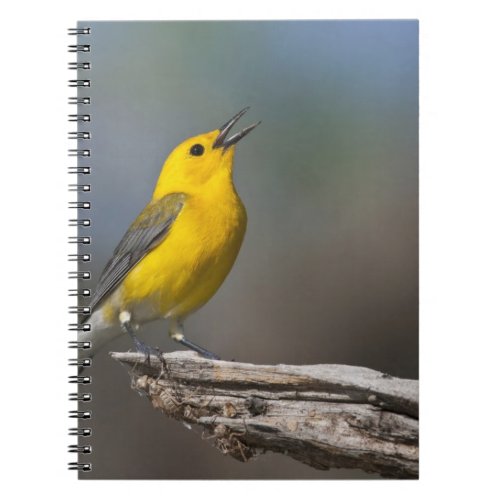 Prothonotary Warbler adult male in spring Texas Notebook