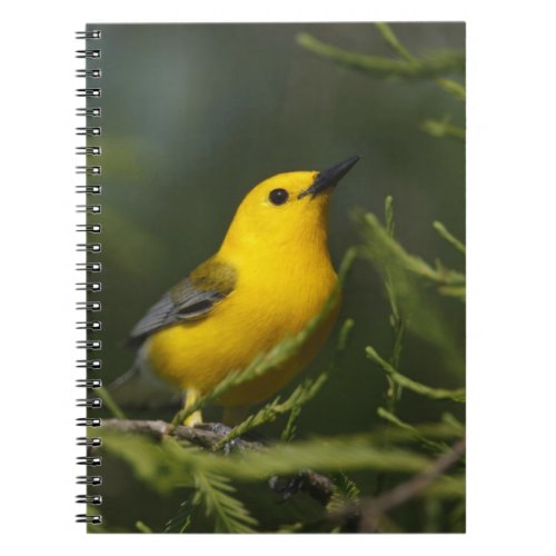 Prothonotary Warbler adult male in spring Texas Notebook