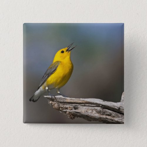 Prothonotary Warbler adult male in spring Texas Pinback Button