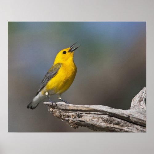 Prothonotary Warbler adult male in spring Texas Poster