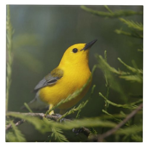 Prothonotary Warbler adult male in spring Texas Tile