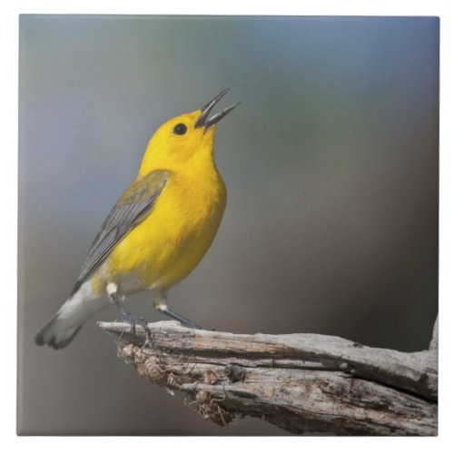 Prothonotary Warbler adult male in spring Texas Tile