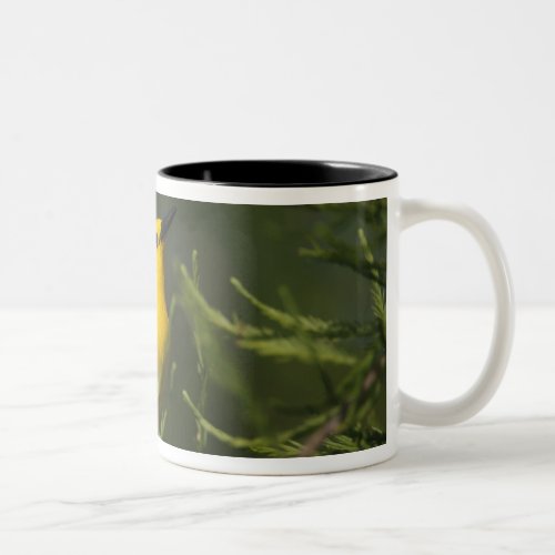 Prothonotary Warbler adult male in spring Texas Two_Tone Coffee Mug