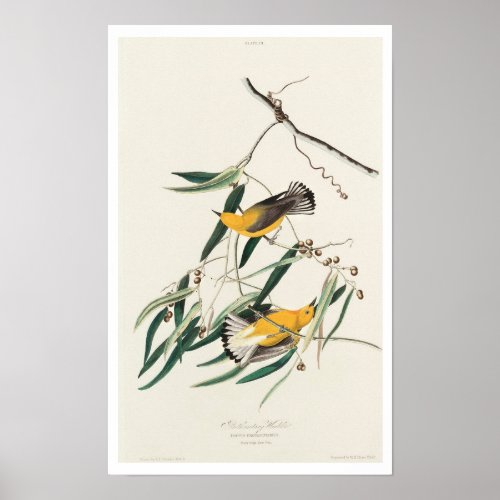 Prothonotary Warbler by Audubon Poster