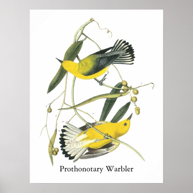 Prothonotary Warbler, John Audubon Poster (Front)