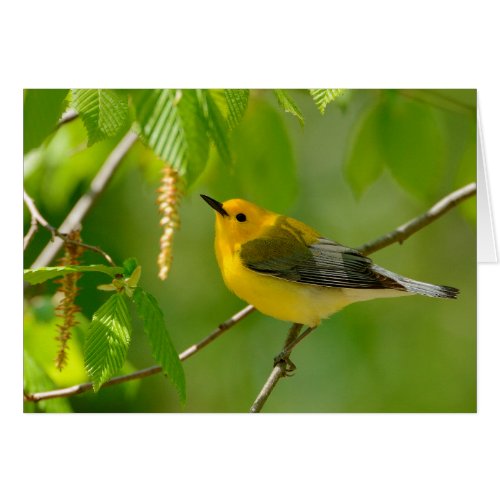 Prothonotary Warbler Notecard