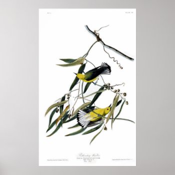 Prothonotary Warbler Poster by birdpictures at Zazzle