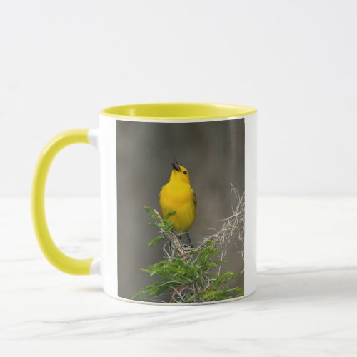 Prothonotary Warbler Prothonotaria Citrea Male Mug