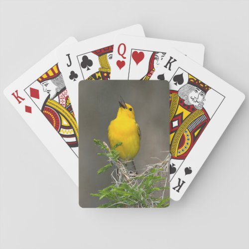 Prothonotary Warbler Prothonotaria Citrea Male Poker Cards