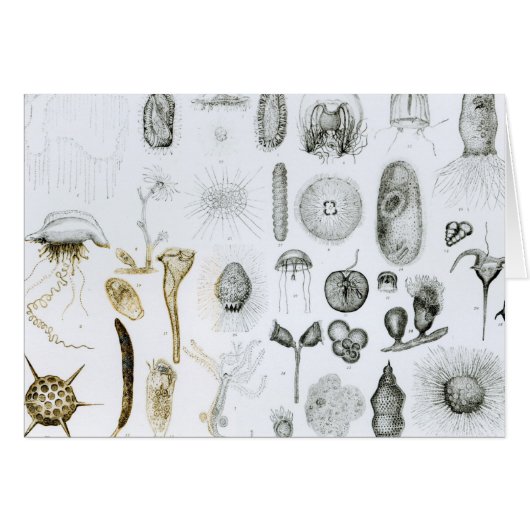 Protozoa and Coelenterata Cards (Front Horizontal)