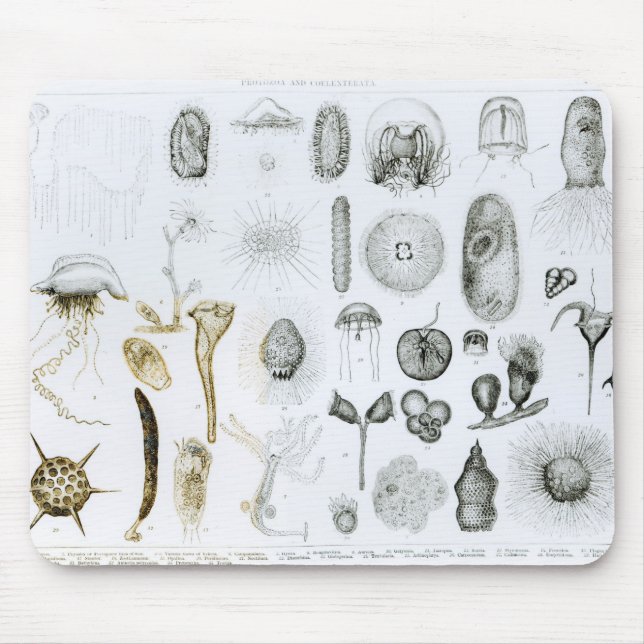 Protozoa and Coelenterata Mouse Pad (Front)