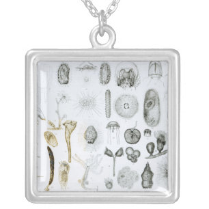 Protozoa and Coelenterata Silver Plated Necklace