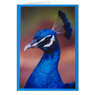 Proud as  A Peacock Cards