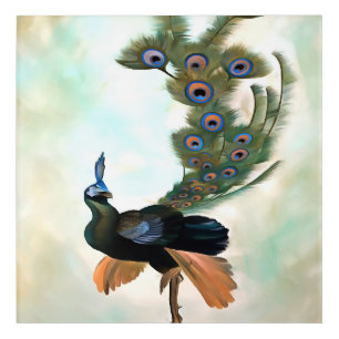 Proud As A Peacock Colorful Courtship Display Acrylic Print