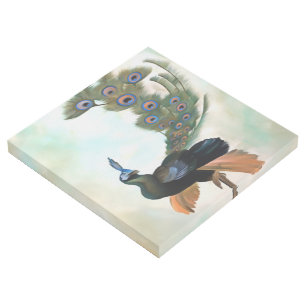 Proud As A Peacock Colorful Courtship Display Gallery Wrap